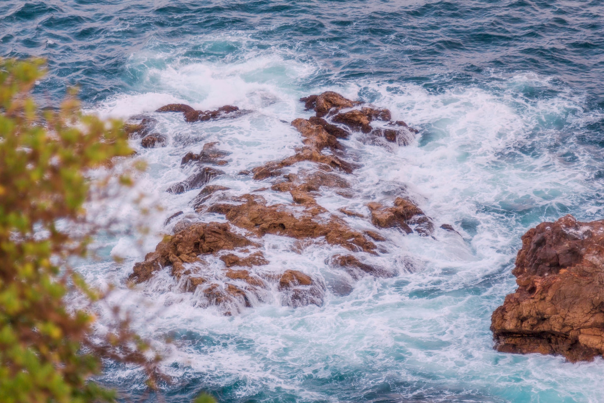Surf foams around rust-red rocks below the clifftops at Bondi, a shrub blurred in the foreground