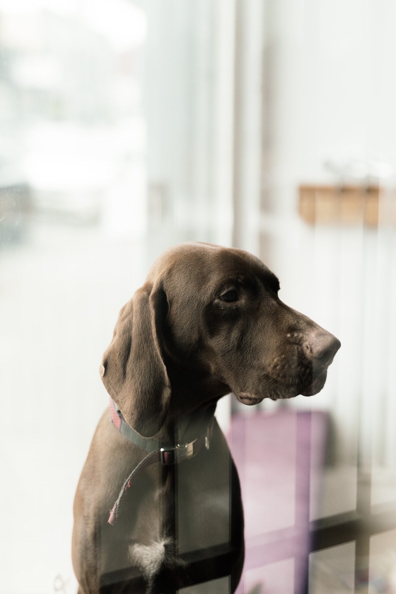 A brown, long-eared dog seen through a window, gazing off to one side