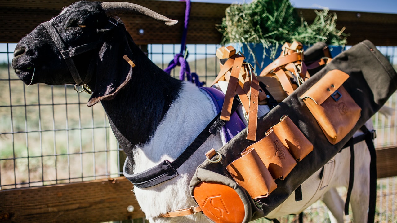 A black and white goat in a halter wearing a canvas golf bag harness with leather pockets, hay behind a wire fence