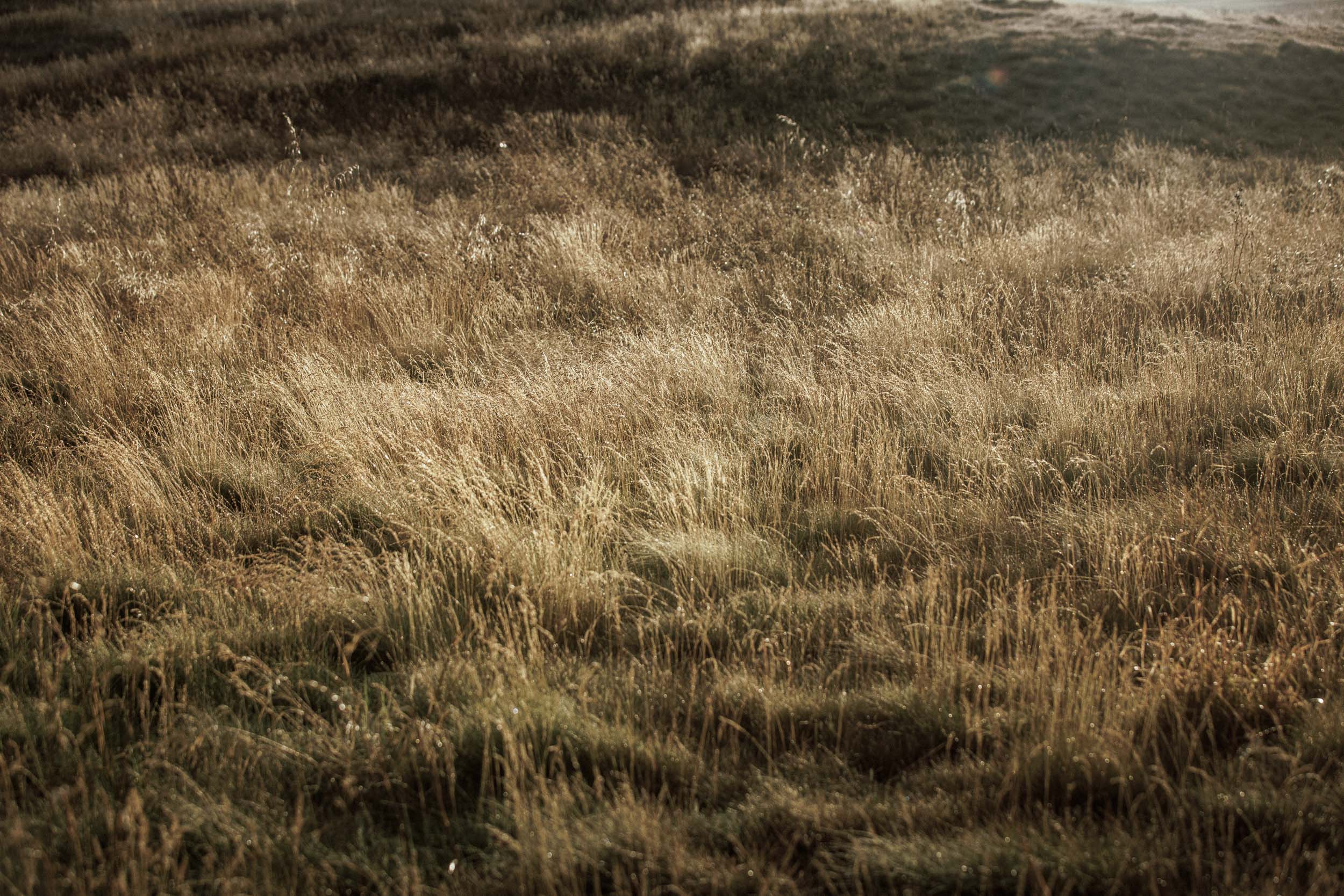 Long golden grasses lit low by the sun, seen close