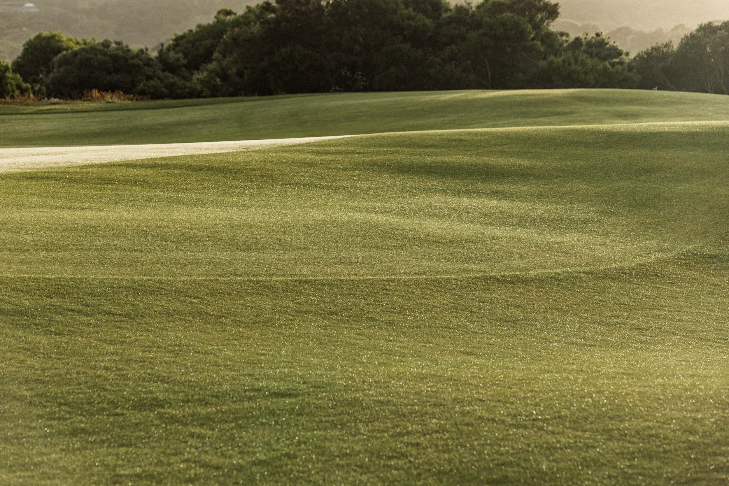 The sweeping, dewy slopes of a green in soft light, dark trees behind