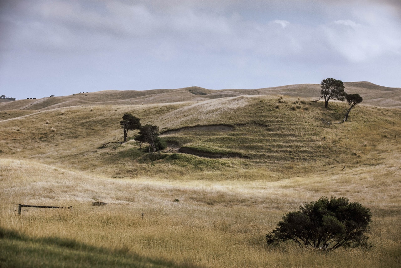 Rolling grassland stepped with stock tracks, a few wind-bent trees and cattle grazing on the far skyline