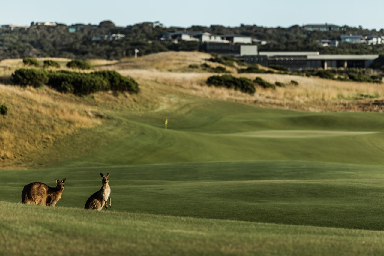 Two kangaroos on a fairway below a green and its flag, a long, low building and houses on the ridge beyond