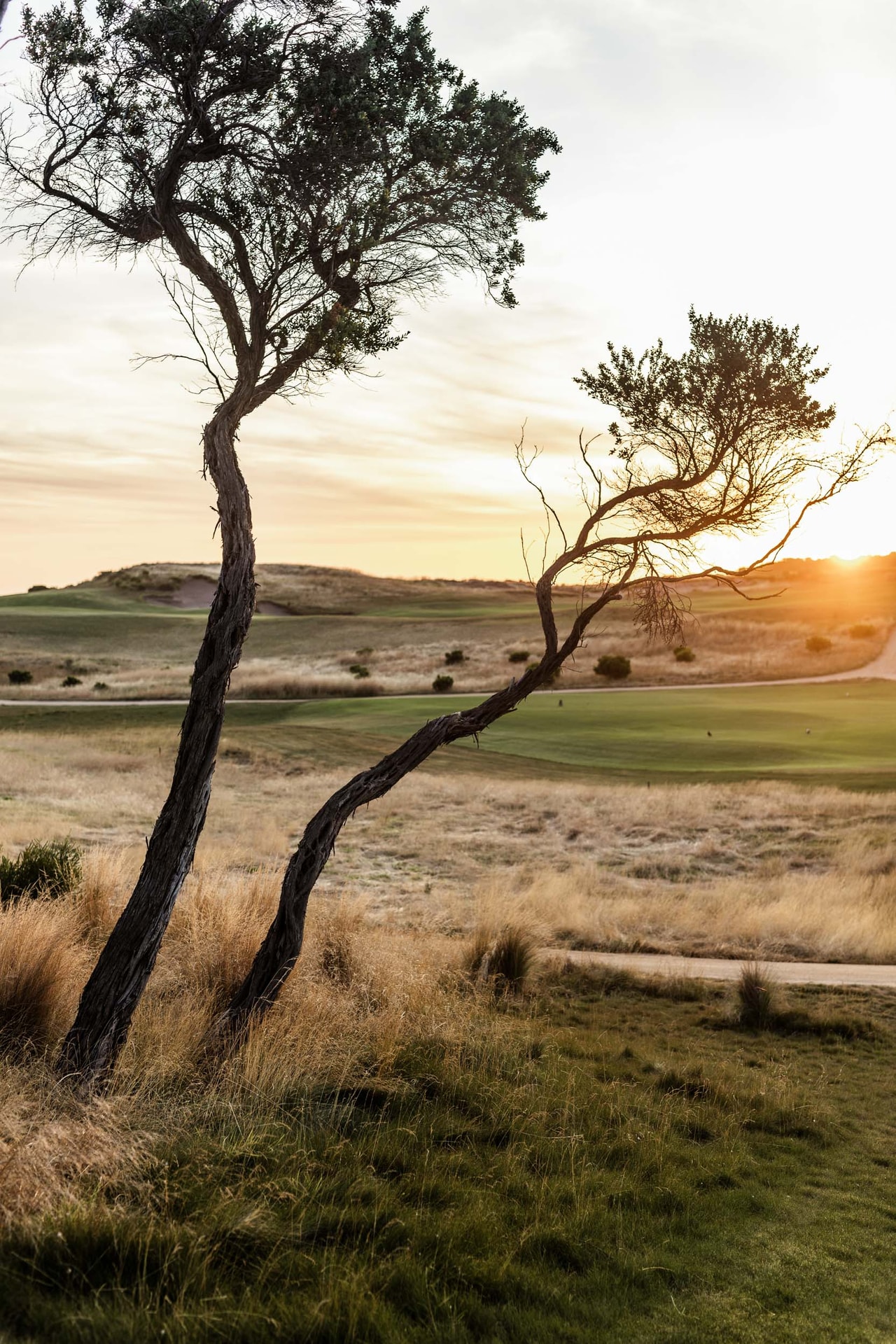Two slender, wind-bent trees leaning over golden grass, the low sun breaking beside them, fairways beyond