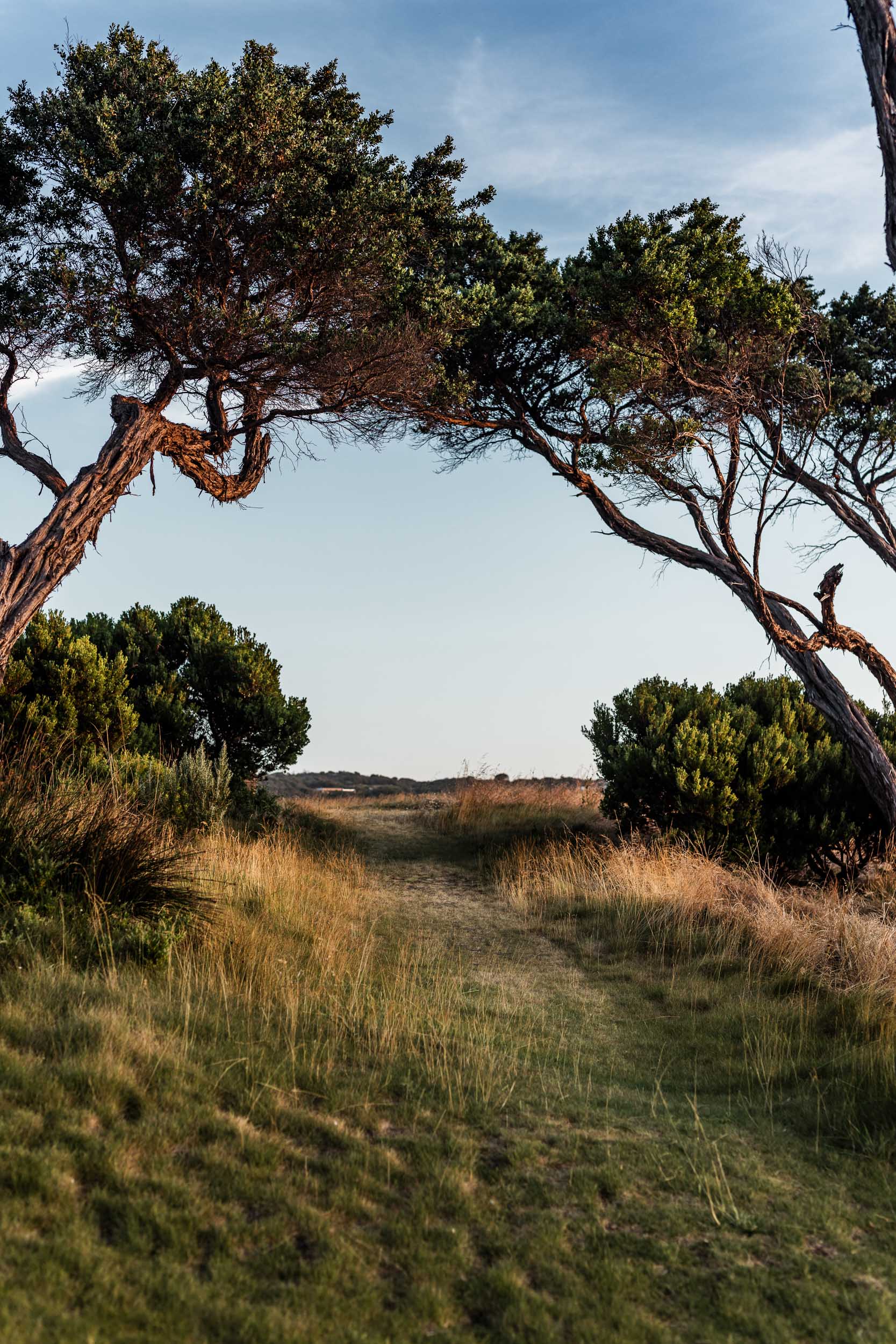 A mown path through golden grass framed by two leaning, gnarled trees, scrub and blue sky beyond