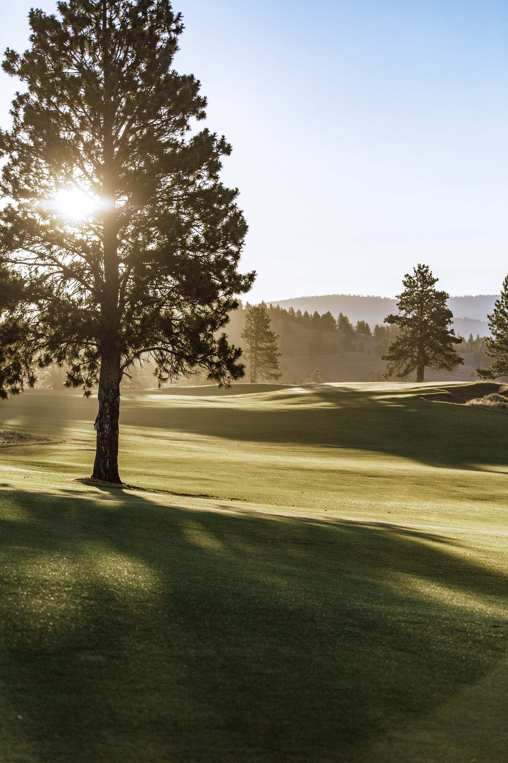 Sun bursting through a lone pine on a fairway, its shadow stretched long across the grass