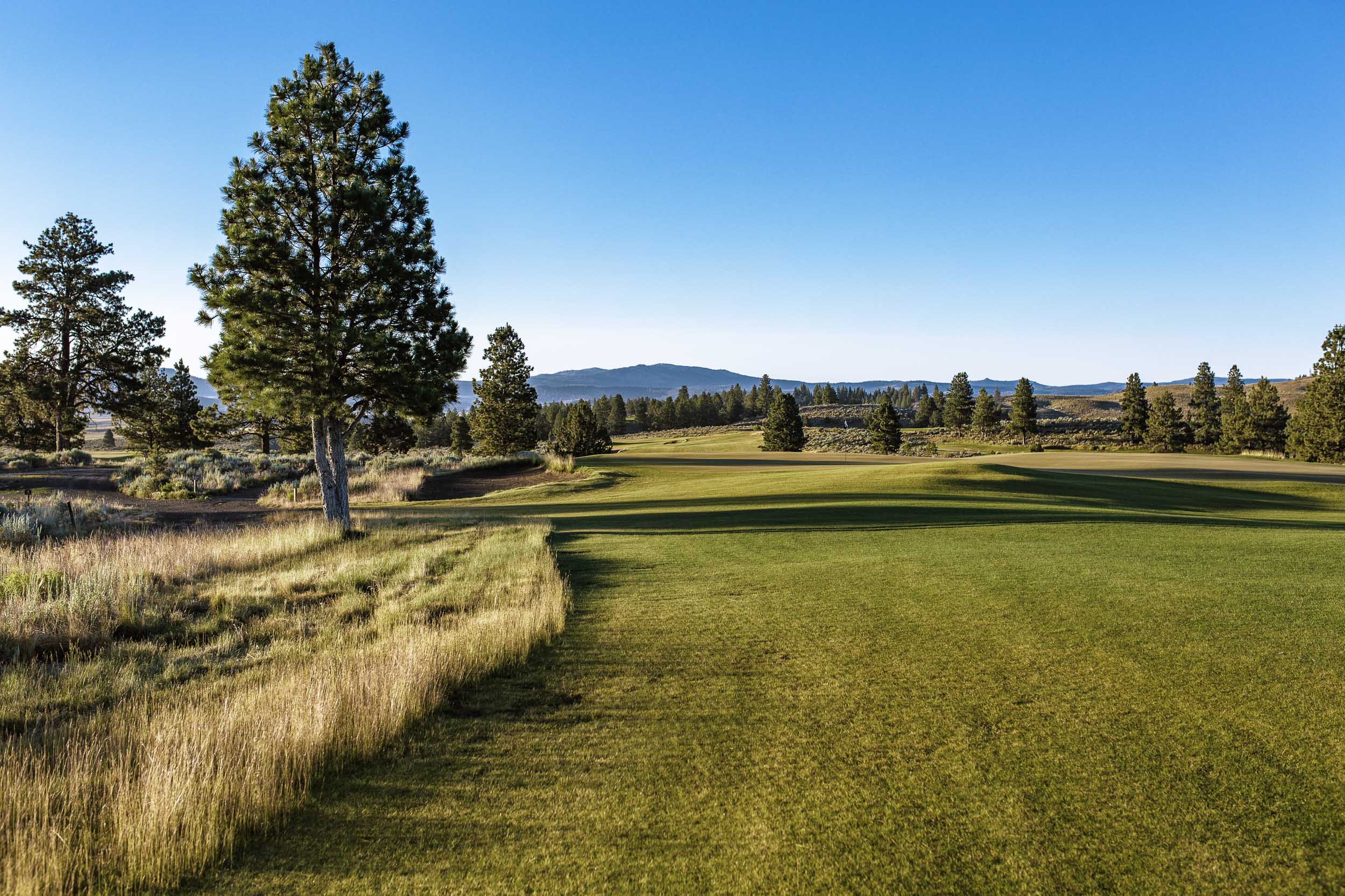 A fairway edged by long golden grass, a tall pine to one side, a line of pines and blue hills beyond