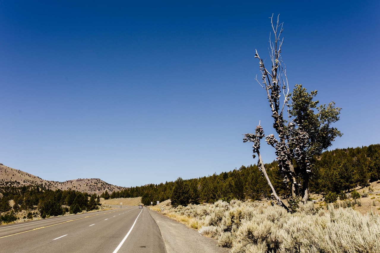 A highway running between sagebrush and pine-covered hills, a half-bare roadside tree hung thick with shoes, under a deep blue sky
