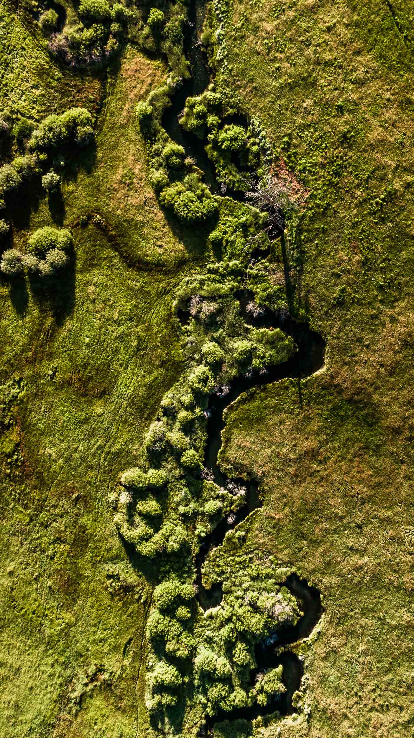 Looking straight down on a narrow creek winding through a green meadow, lined with bushy shrubs