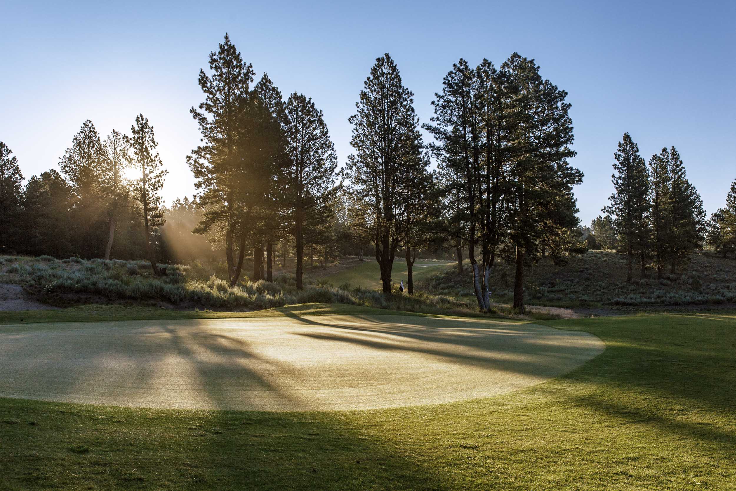 Low sun breaking through tall pines, rays and long shadows falling across a dewy green