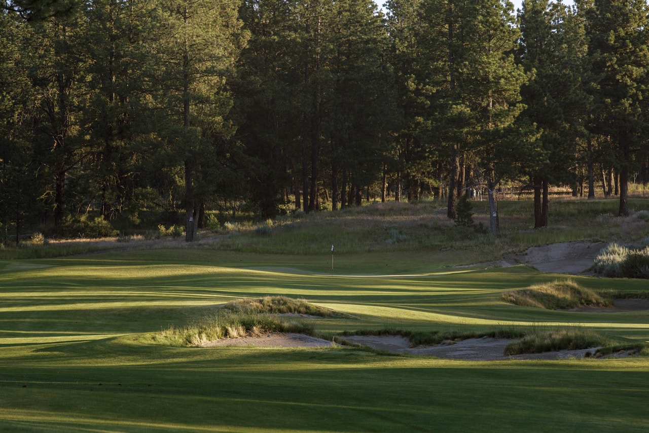 A green beyond grass-edged bunkers, its flag small against a stand of tall pines in soft light