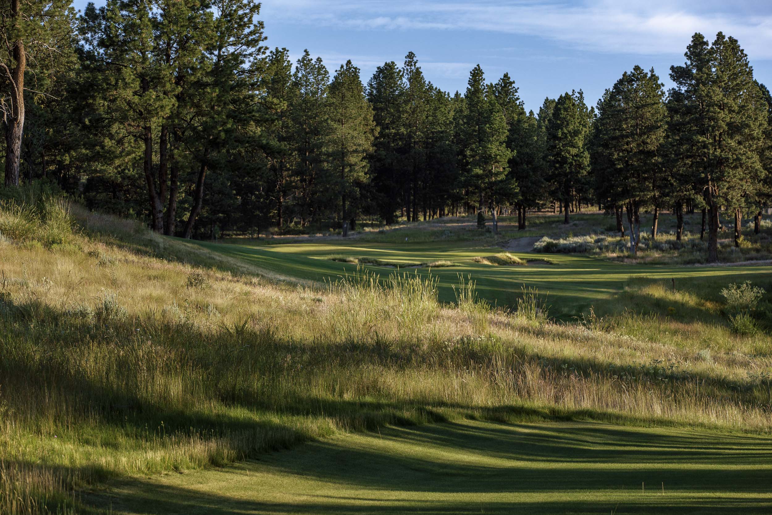 Long golden rough on a slope above a fairway that runs into a stand of tall pines