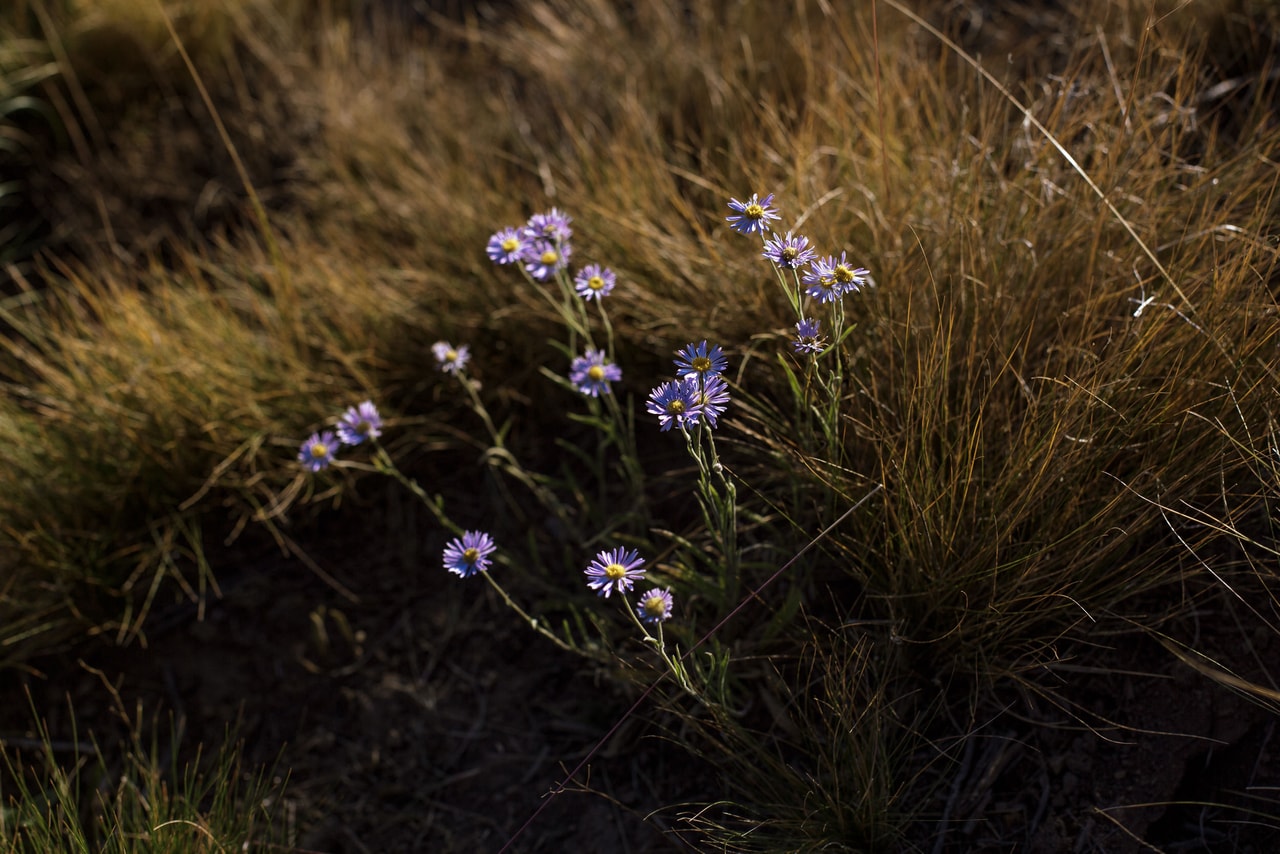 Small purple daisies among a tussock of dry grass, lit low by the sun
