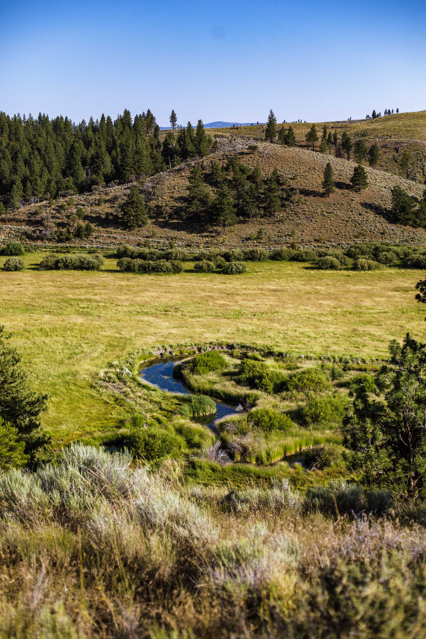 A creek looping through a green meadow beyond a fringe of sagebrush, a pine-dotted hill under a clear sky