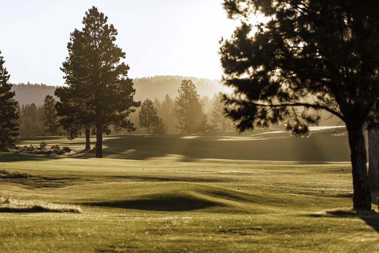 Pines backlit by a low sun, haze hanging between them, a rolling fairway in the foreground